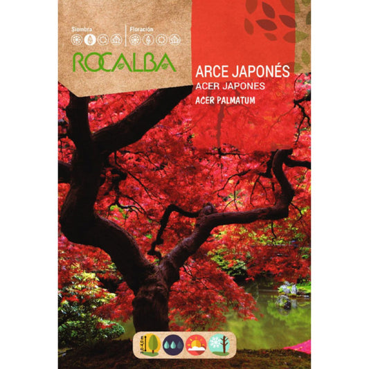 Semillas de Arce japonés Acer palmatum