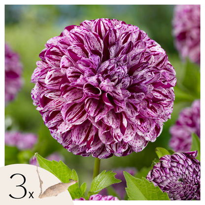 Tubérculos De Dalia - 3 Pzs - Dahlia 'marble Ball' - Púrpura_0