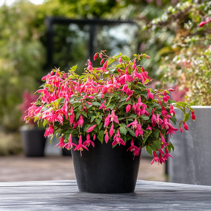 Pendientes De La Reina - 6 Pzs - Fuchsia Magellanica - Altura 10-20cm - ⌀9cm_1