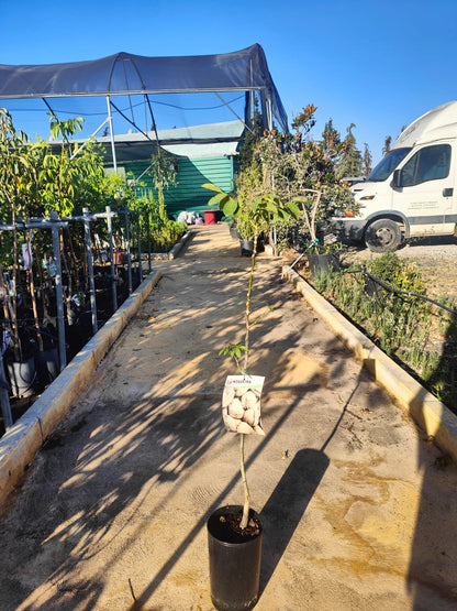 Nogal Europeo Maceta_1