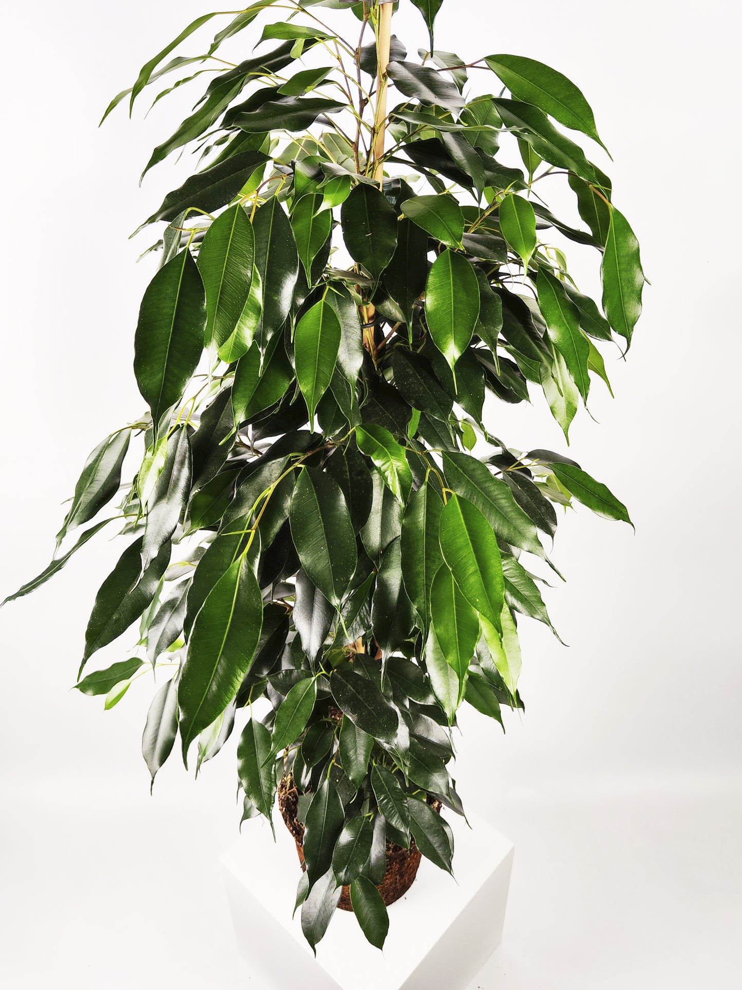 Ficus Benjamina Danielle | Altura 120cm - Diámetro 21cm