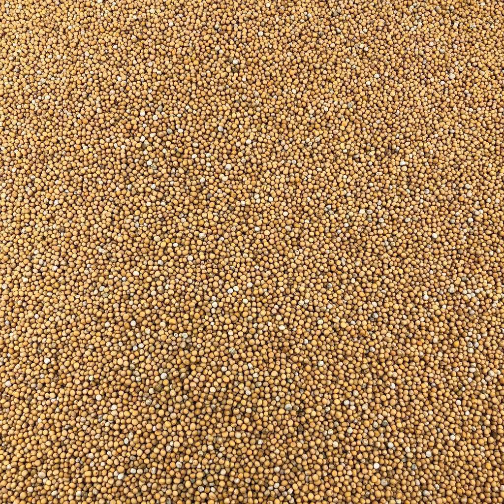Semillas De Mostaza Amarilla Orgánica A Granel 5 Kg_0