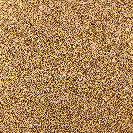 Semillas De Mostaza Amarilla Orgánica A Granel 5 Kg_0