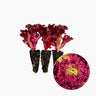 Plantón Lechuga Lollo Rosso 10 Unidades - PlantaBo