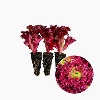 Plantón Lechuga Lollo Rosso 10 Unidades - PlantaBo_0