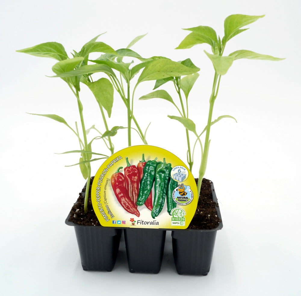 Pack Plantones Pimiento Italiano Dulce 6 Ud. Natural - Fitoralia_0