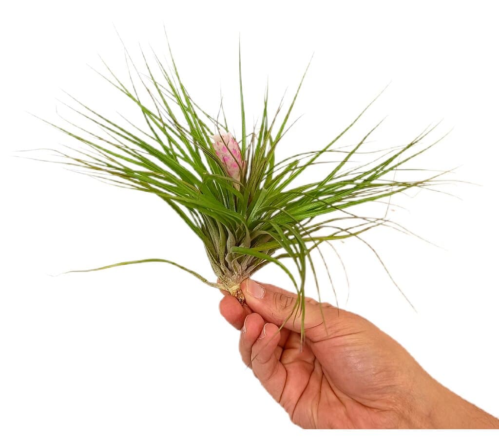 Tillandsia Cotton Candy_0