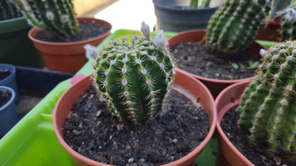 Cactus Echinopsis Oxygona (cactus Erizo Americano). Maceta Grande (17cm.)._3