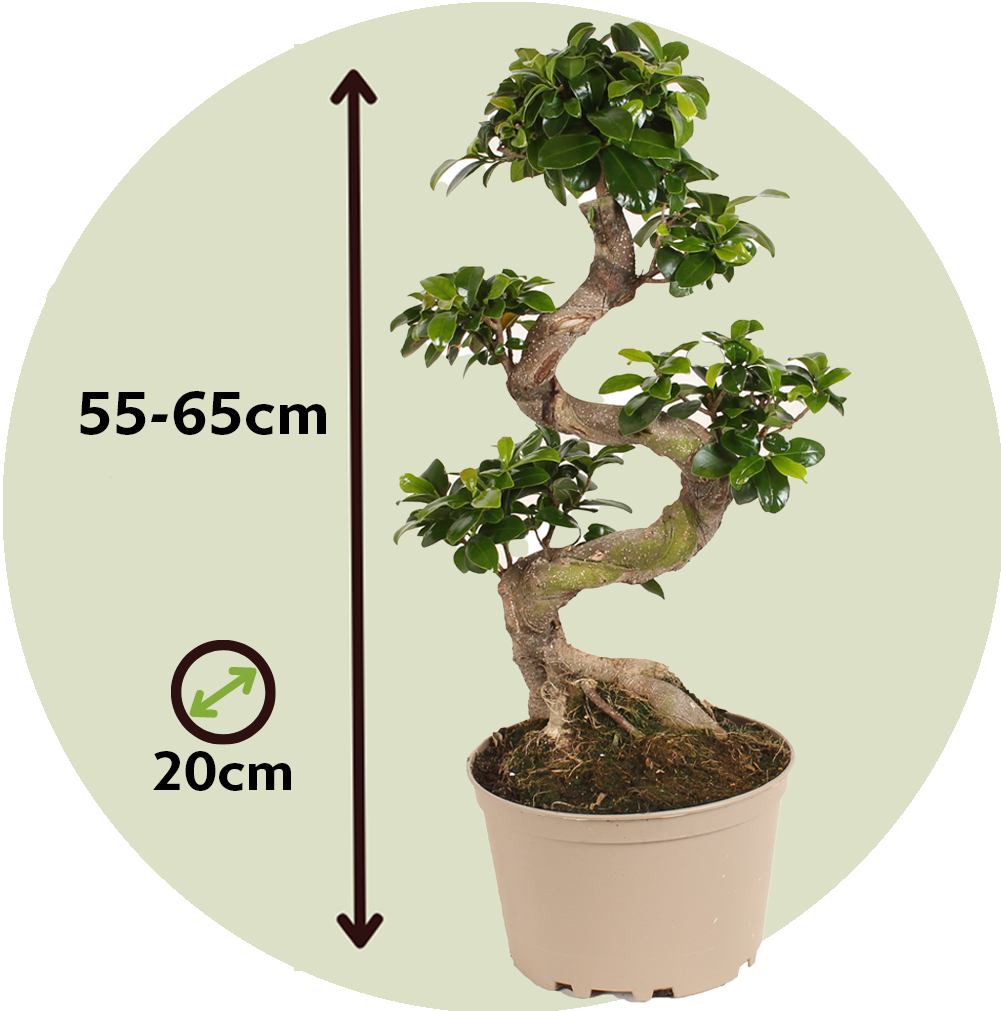 Laurel De Indias - Ficus Microcarpa 'ginseng' - Altura 55-65cm - ⌀20cm_2