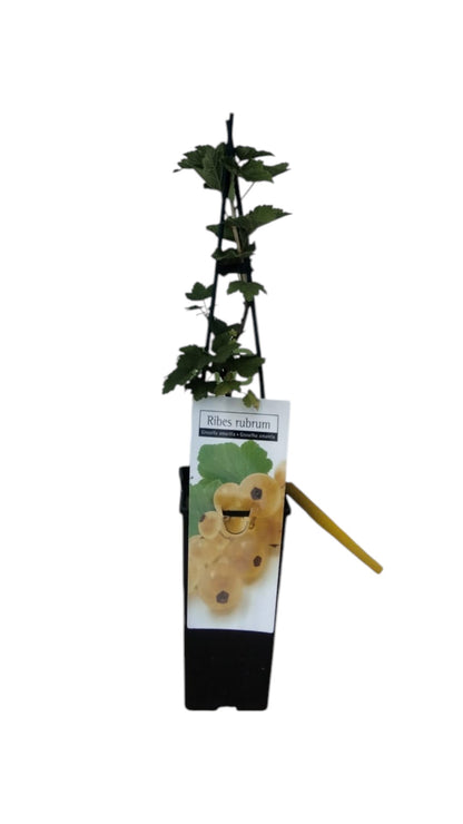 Frutal Grosella Amarillo Maceta 70 CM_0