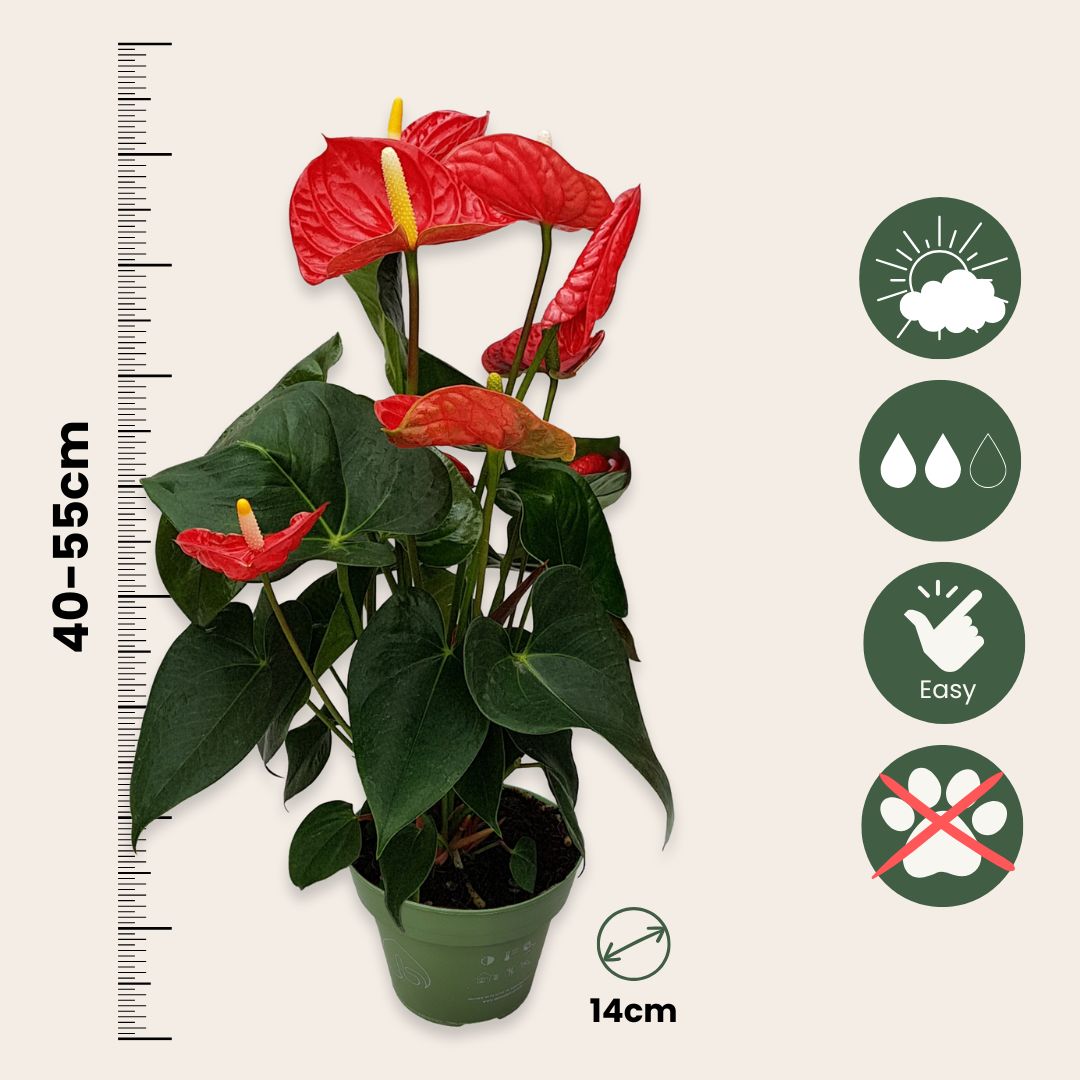 Anturio - Anthurium 'madural Red' - Altura 40-45cm - Ø14cm_2