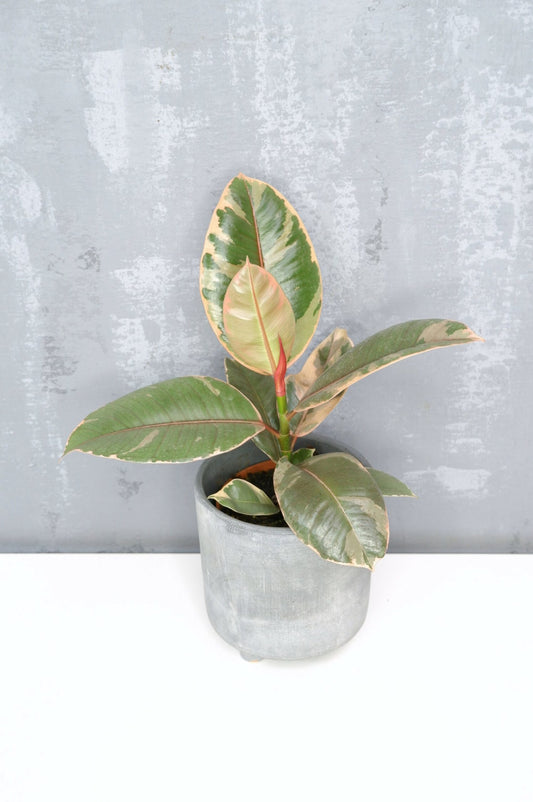 Arból Del Caucho - Ficus Elastica Belize_0