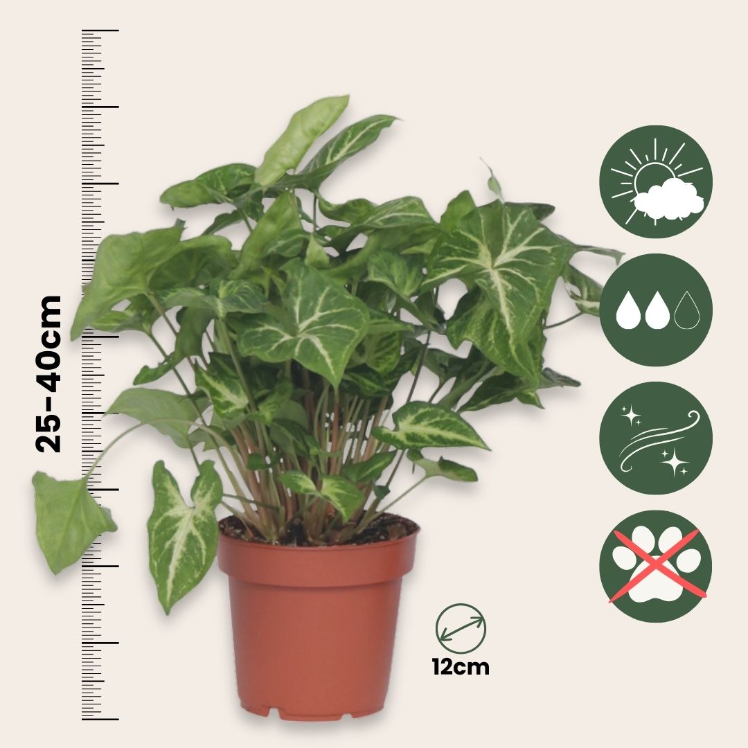 Planta Cabeza De Flecha - 3 Pzs - Syngonium 'pixie' - Altura 25-40cm - ⌀12cm_2