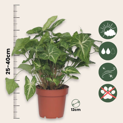 Planta Cabeza De Flecha - 2 Pzs - Syngonium 'pixie' - Altura 25-40cm - ⌀12cm