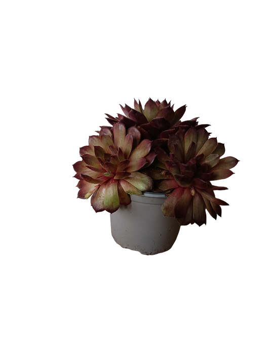 Sempervivum Mix Variedad 2 Planta De Sol Ø8_0