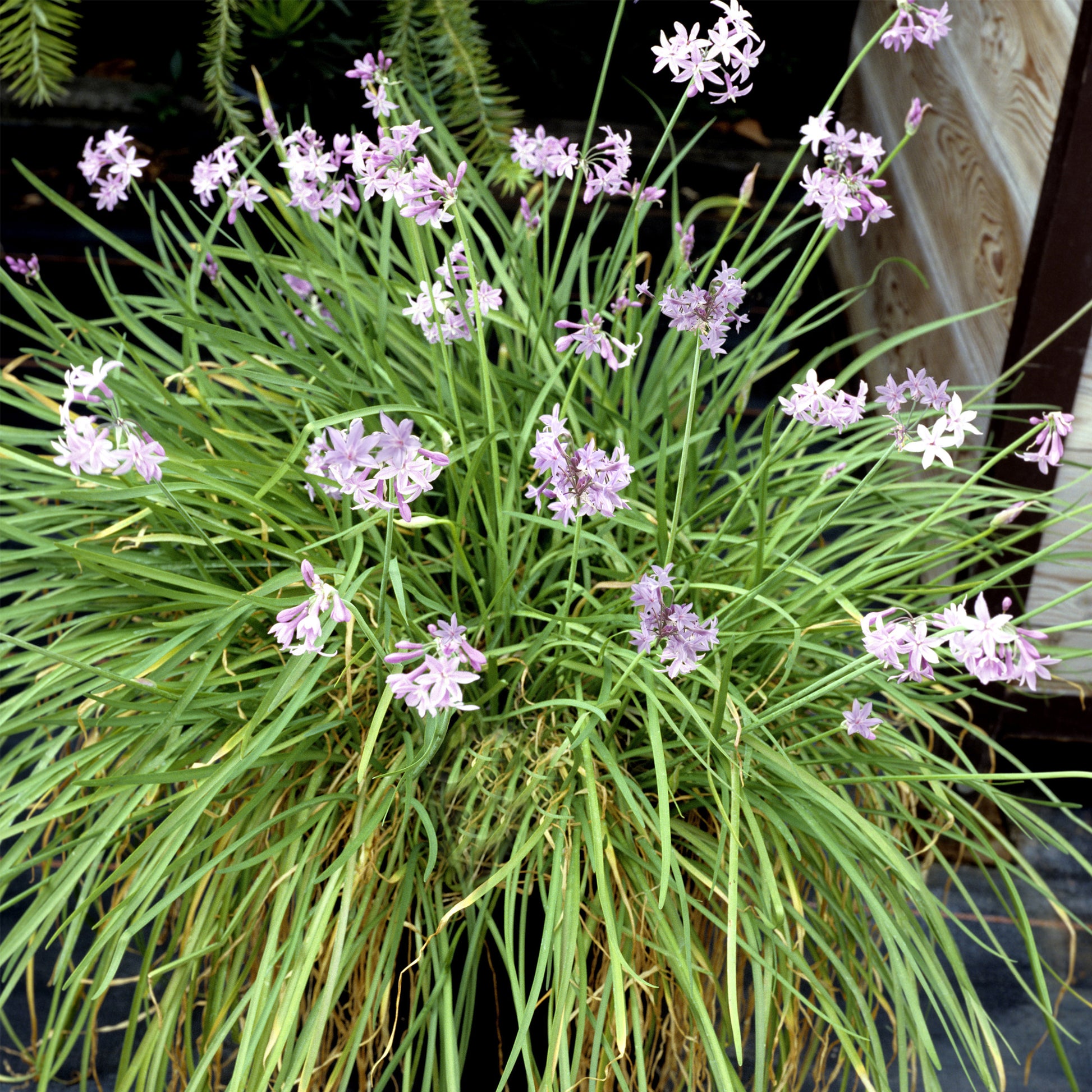 Ajo Silvestre - 3 Pzs - Tulbaghia Violacea - Altura 15-25cm - ⌀9cm