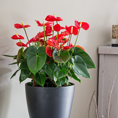 Anturio - Anthurium 'madural Red' - Altura 55-70cm - Ø17cm