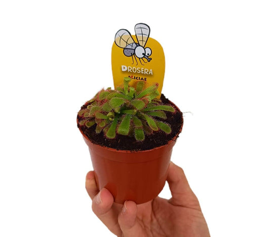 Drosera Aliciaea M8_0