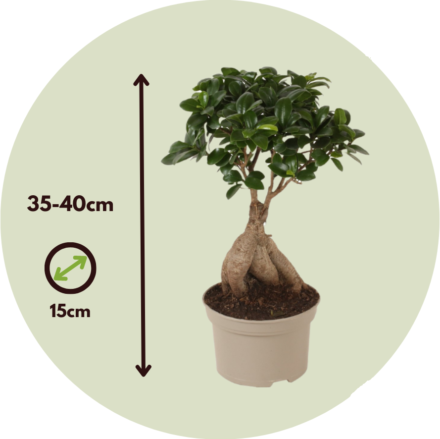 Laurel De Indias - 2 Pzs - Ficus Microcarpa - Altura 35-40cm - ⌀15cm_2