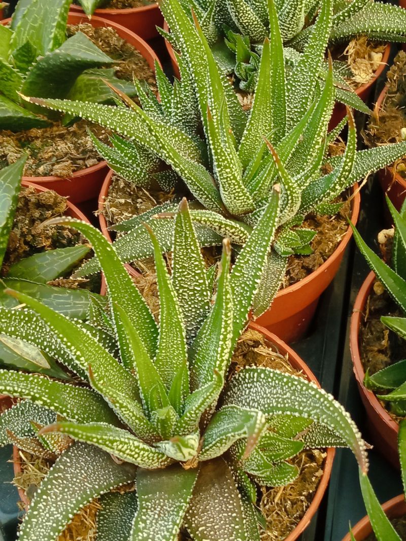 Haworthia Concolor Planta Suculenta Sombra Ø8 Cm