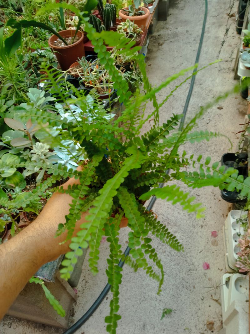 1 Helecho  SURTIDO ALEATORIO Plantas De Interior Ø8