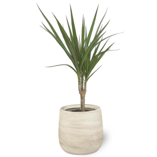 Smply- Dracaena Marginata Planta Natural De Interior En Maceta Ø12 Cm Altura 60 Cm 