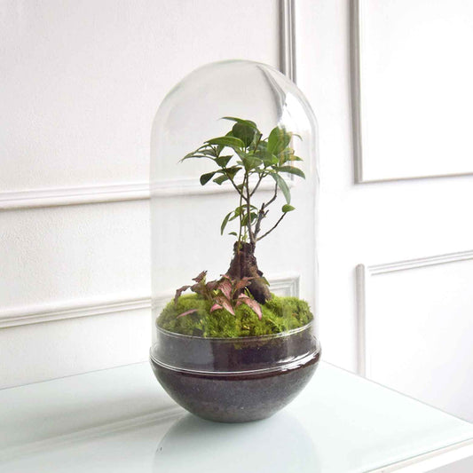 Terrario Grande H=38 Cm_0