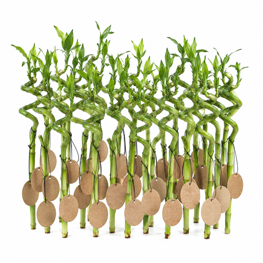 Lucky Bamboo Set De 30 Con Tarjetas - Dracaena Sanderiana - Regalo 40-45 Cm_0