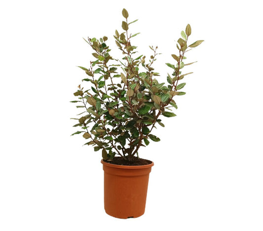 Elaeagnus Ebbinguei M24 90cm_0