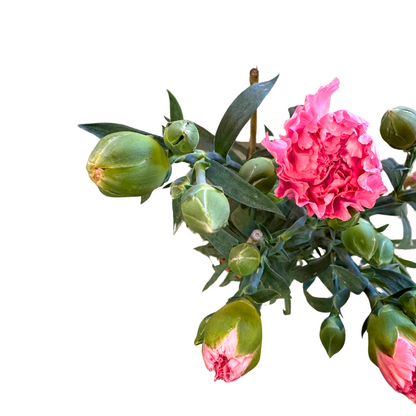 Clavel De Florista Colores Variados M14_2