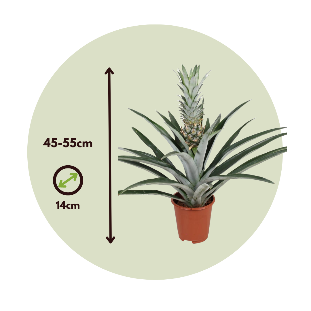 Planta De La Piña - 2 Pzs - Ananas Comosus - Altura 45-55cm - ⌀14cm_2