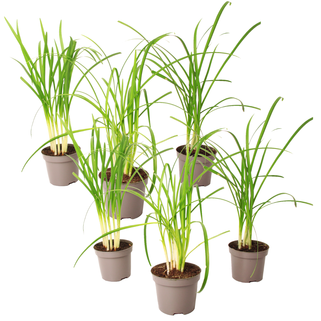 Ajo Silvestre - 6 Pzs - Tulbaghia Violacea - Altura 15-25cm - ⌀9cm_0
