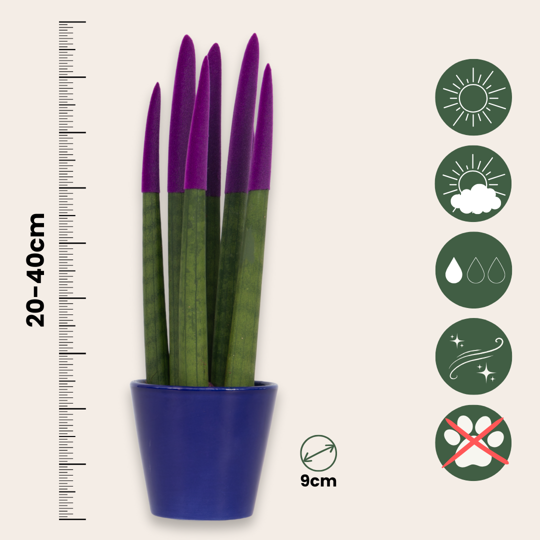 Lengua De Suegra Cilíndrica - Sansevieria Cylindrica - Altura 20-40cm - ⌀9cm