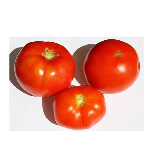 Plantón Tomate Tres Cantos (10 Unidades)_0