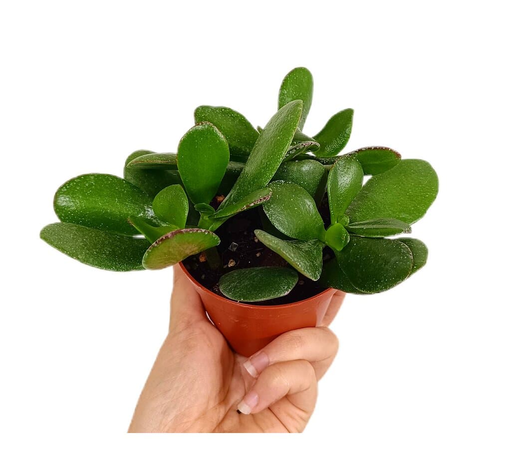 Crassula Ovata Sunset M9_0
