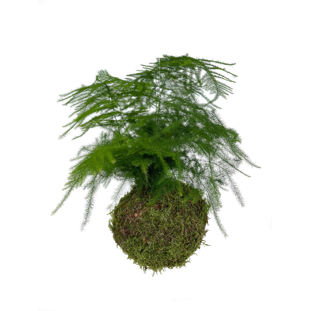 Kokedama Asparragus Colgante_0