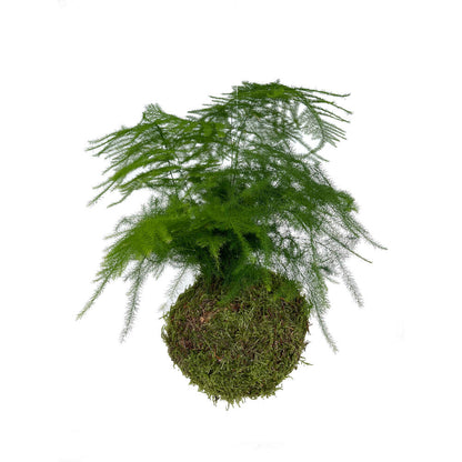 Kokedama Asparragus Colgante_0