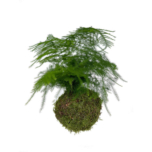 Kokedama Asparragus Colgante