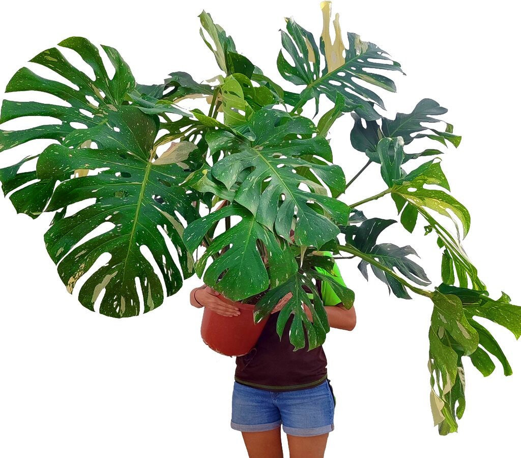 Planta Natural Monstera Thai Constellation M30 Exclusiva De Colección_0