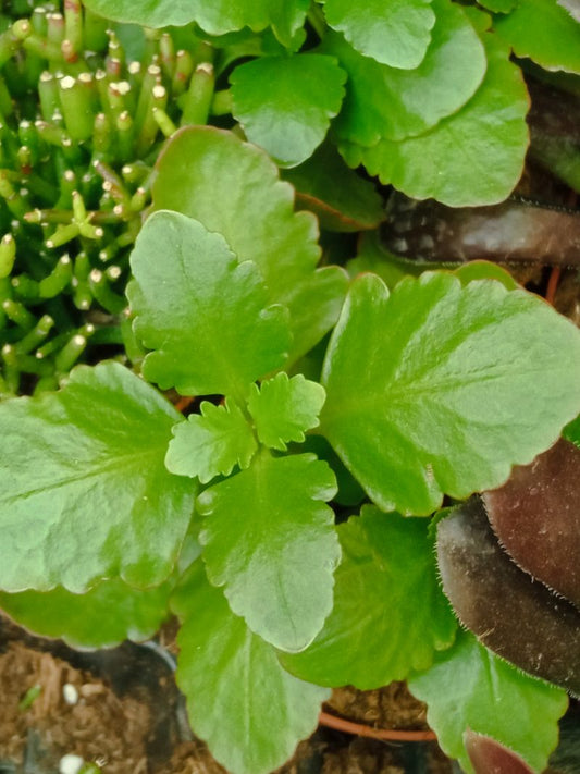 Suculentas Y Cactus Variedad #31 Planta Sin Id_0