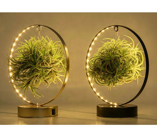 Tillandsia Ionantha Led_0