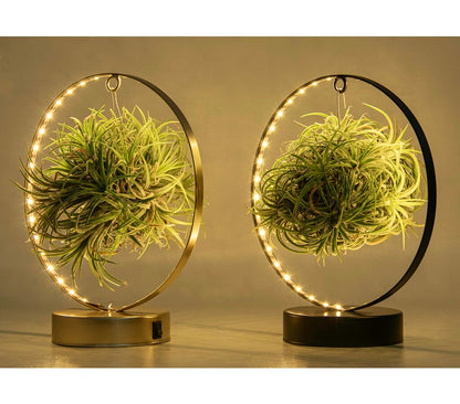 Tillandsia Ionantha Led_0