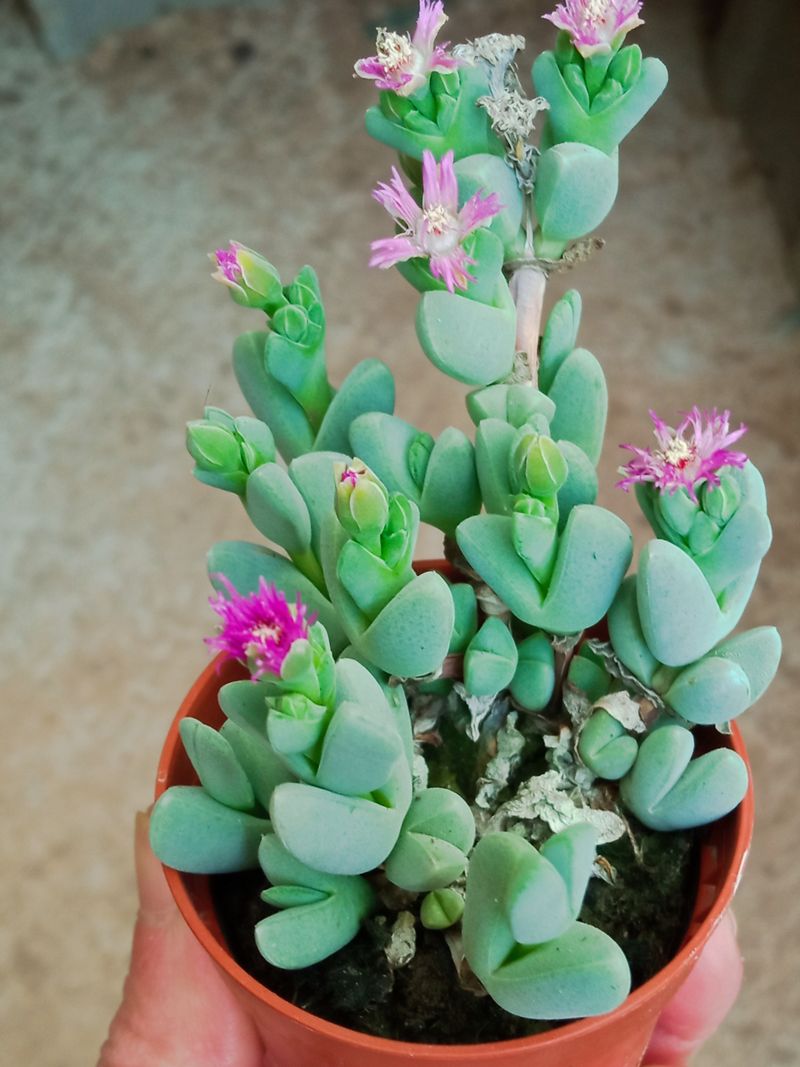 Cheiridopsis Pillansii Planta Tipo Lithops_0