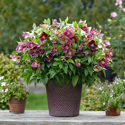 Eléboro - 3 Pzs - Helleborus Orientalis - Altura 20-30cm - ⌀12cm_1