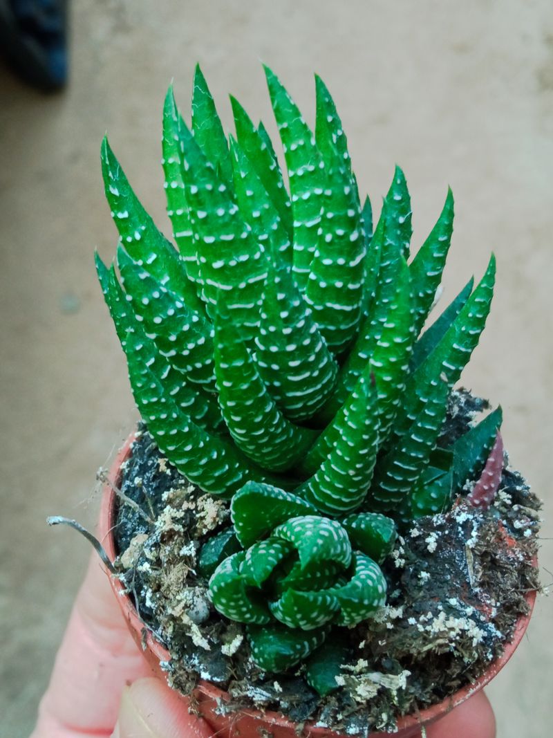 Haworthia Sp 4 Planta Suculenta 5 Cm
