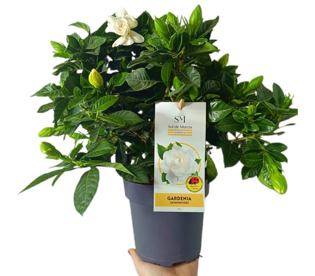 Gardenia Jasminoides M15_0