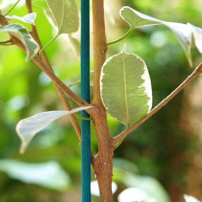 Pack 25 Tutores De Tiras De Cana Split Bamboo 0,4 M Verde Nortene_1