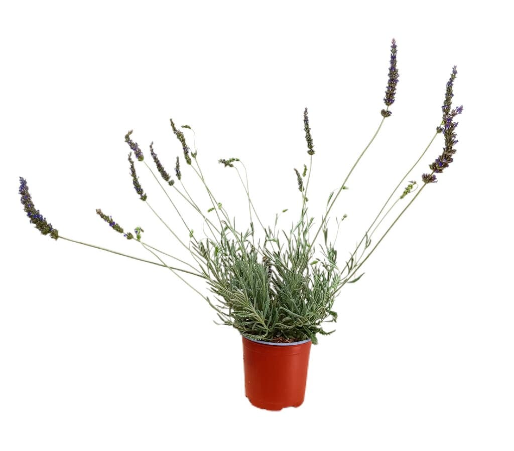 Lavanda Híbrida M13_0