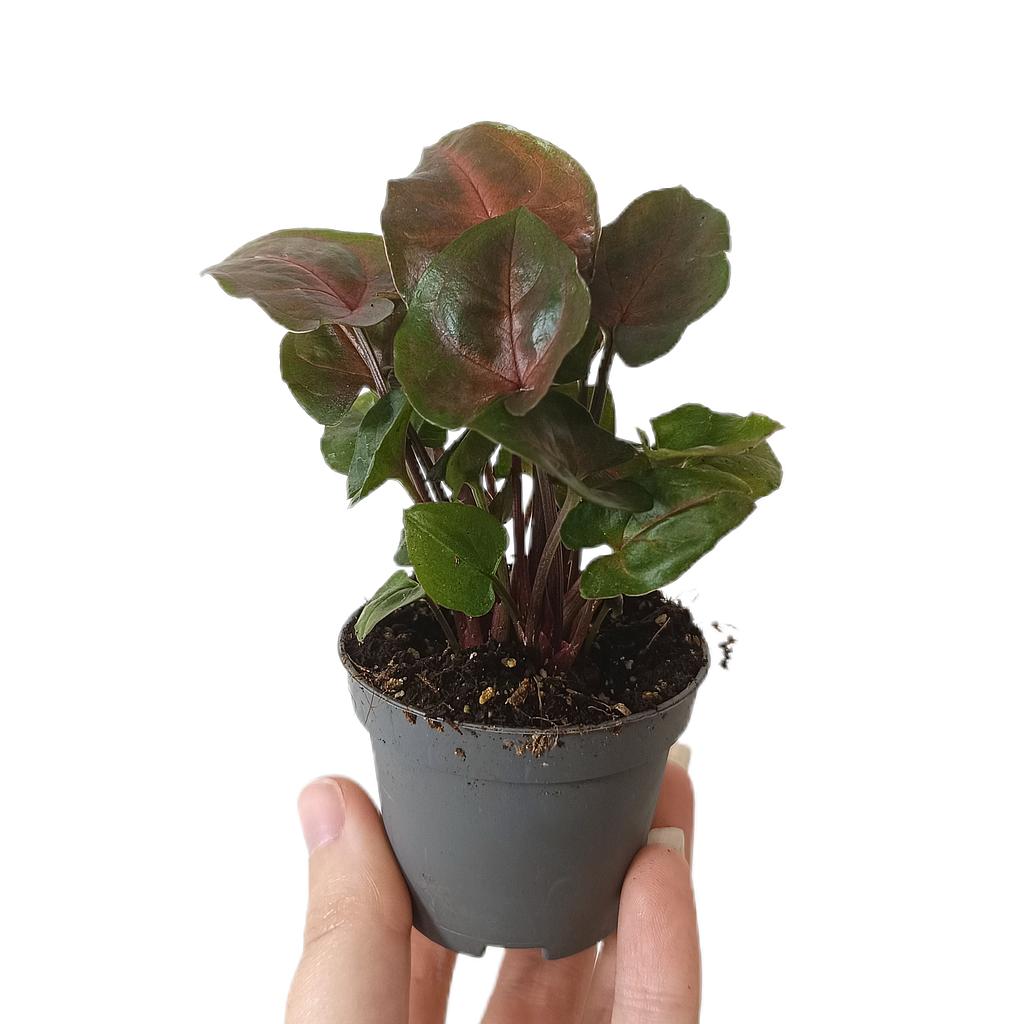 Syngonium Maria Dark M6_0