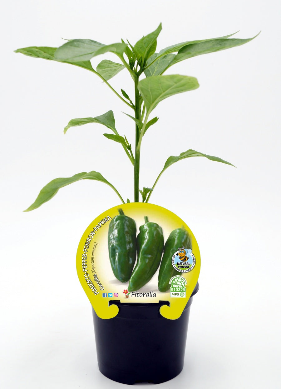 Plantón Pimiento Gernika En Maceta 10,5 Cm. Natural - Fitoralia_0